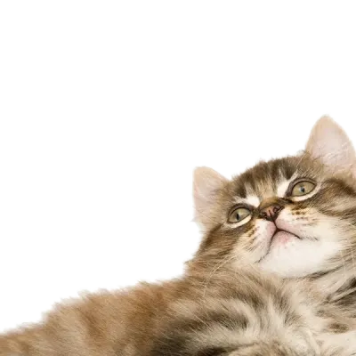 Chat allonge regard haut