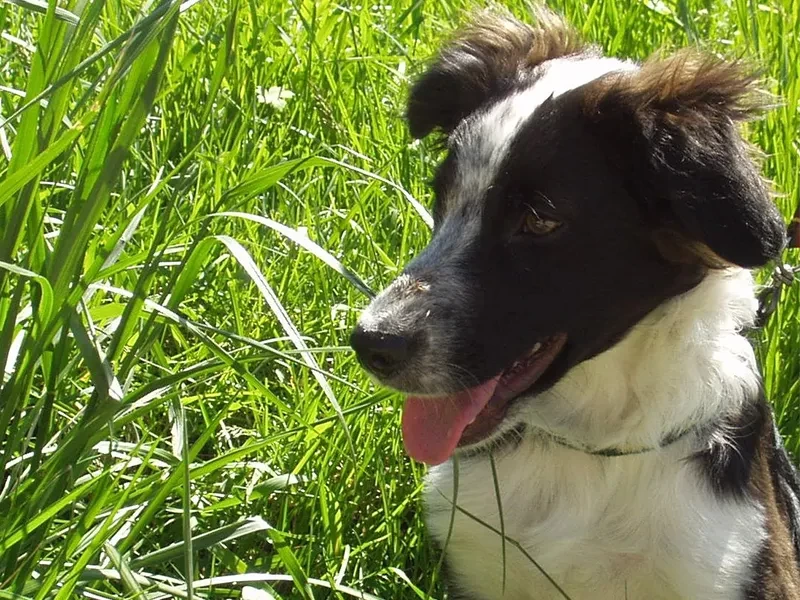 Chien bienveillance 2