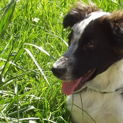 Chien bienveillance 2