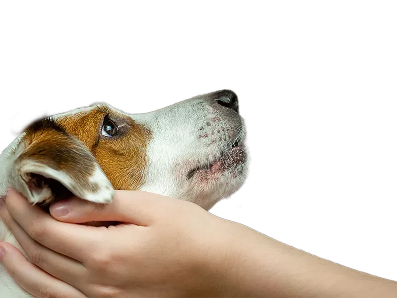 Chien bienveillance