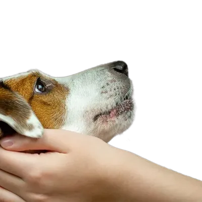 Chien bienveillance