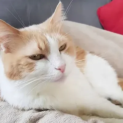 Miel chat