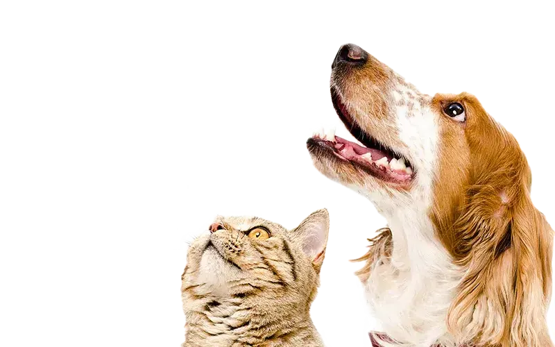 Chien chat pet sitting